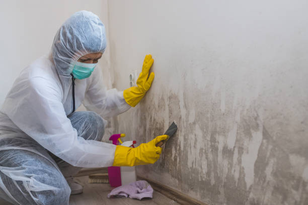 Best Residential Mold Remediation in Springdale, NJ