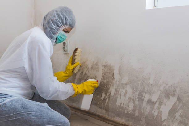 Best Preventive Mold Services in Springdale, NJ