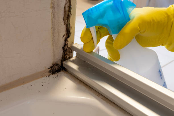 Best Mold Remediation for Specific Building Types in Springdale, NJ