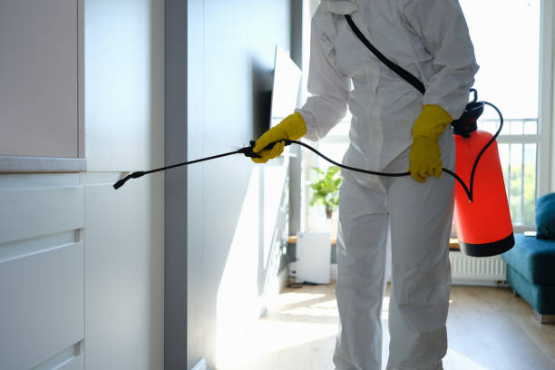 Best Mold Remediation for Schools in Springdale, NJ