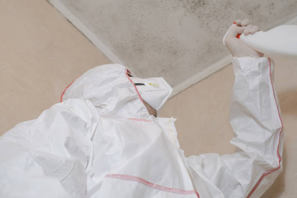 Best Kitchen Mold Remediation in Springdale, NJ