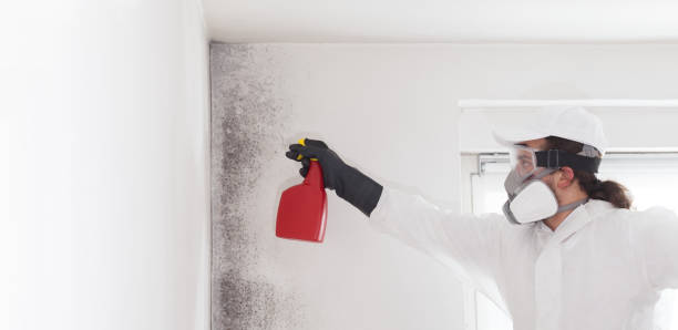 Best Commercial Mold Remediation in Springdale, NJ