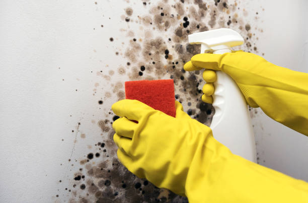 Best Black Mold Remediation in Springdale, NJ