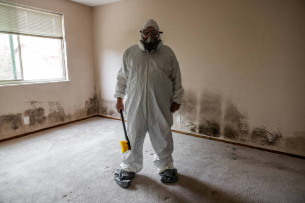 Best Industrial Mold Remediation in Springdale, NJ