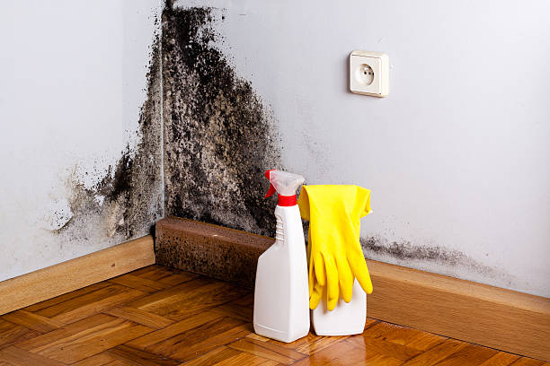 Best Residential Mold Remediation in Springdale, NJ