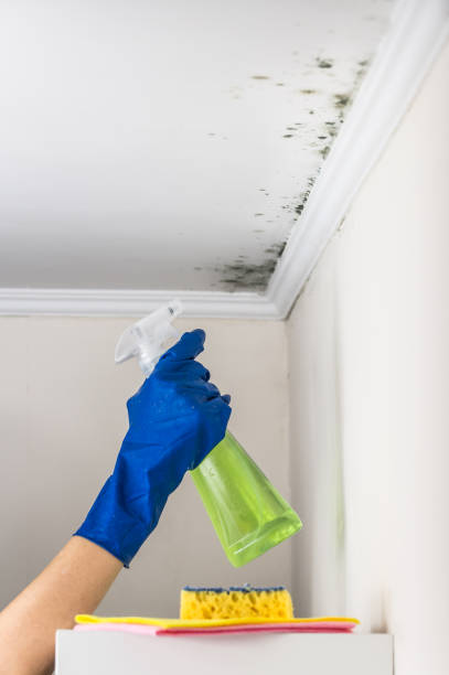 Best Bathroom Mold Remediation in Springdale, NJ