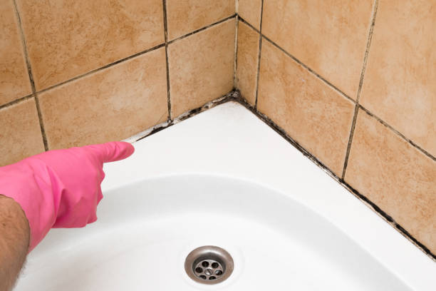 Best White Mold Remediation in Springdale, NJ